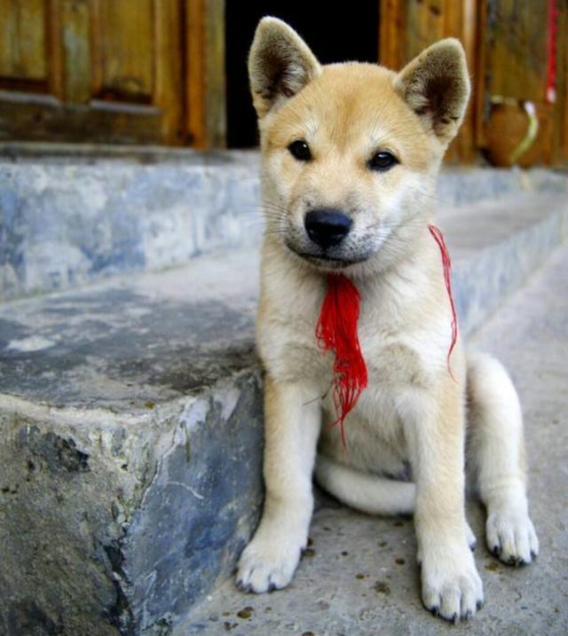 有人说日本的土狗一只能卖好几万,中国的土狗白送都没有人要?