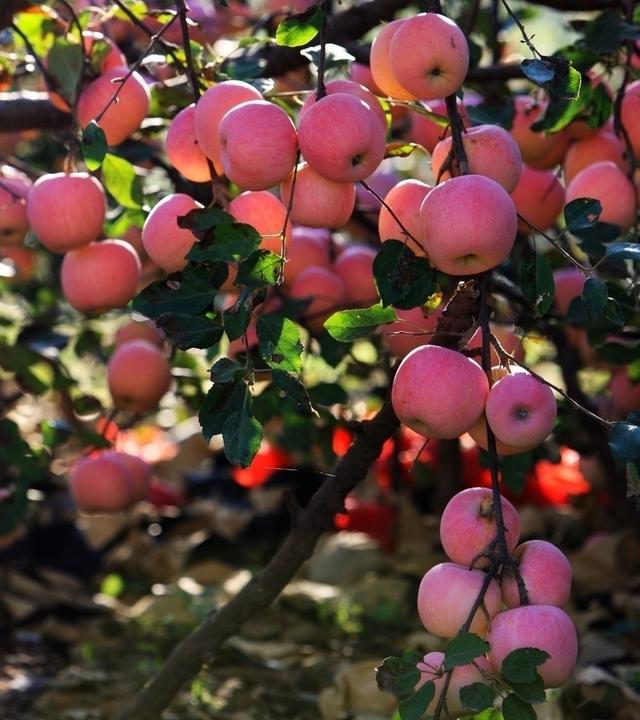 苹果树这么卖力的长出这么多,到底是喜是忧!