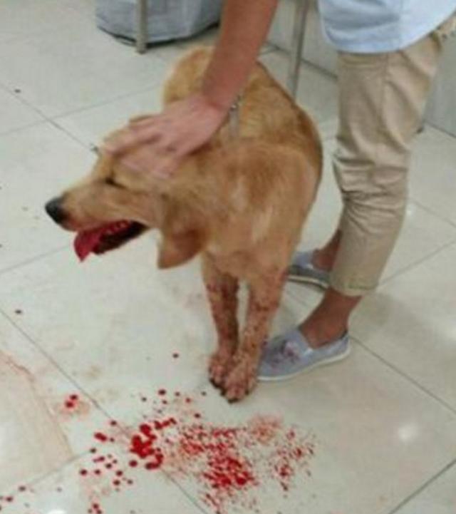 狗狗偷吃后吐了一地血,主人害怕送去医院,医生的话让主人心疼!