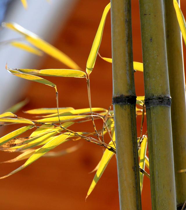 偶遇竹中国传统文化四君子之一