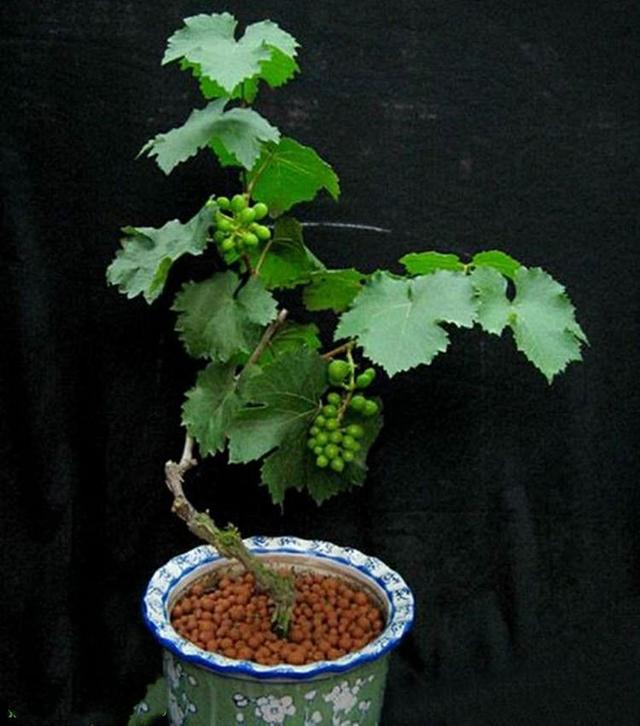 阳台上种葡萄树?能吃又能看,当年买当年结果,你确定不养一盆?