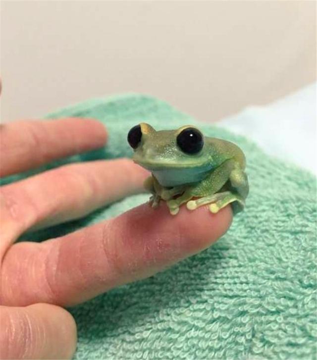 现实版旅行青蛙?世界最小树蛙让你体验三次元养蛙的乐趣!