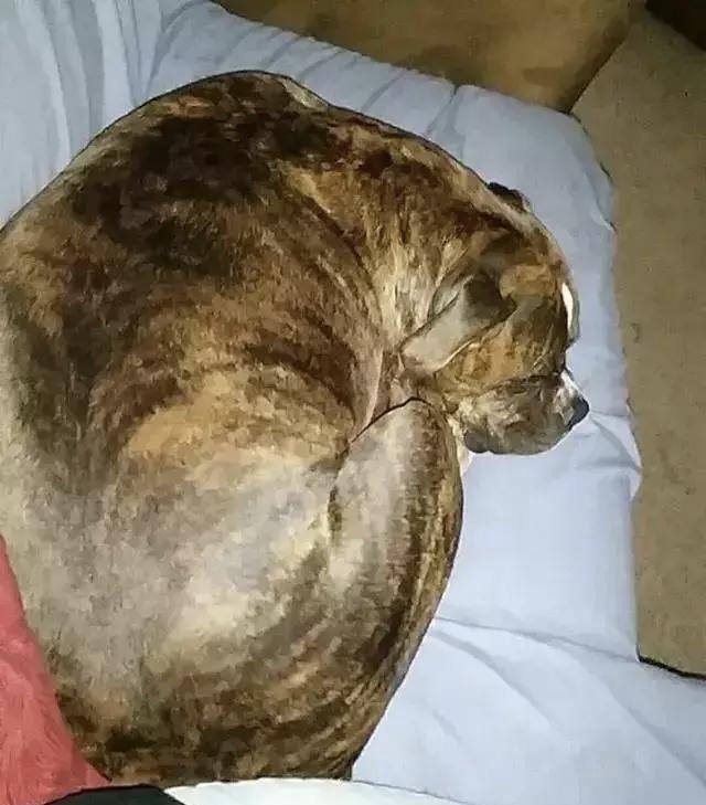 主人去世已入土为安,狗狗却不忍离去,有的甚至半夜守坟!