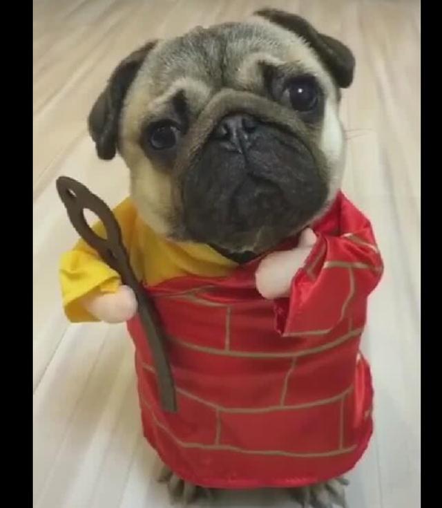狗狗变身唐三藏,身穿袈裟,吃了能长生不老吗?