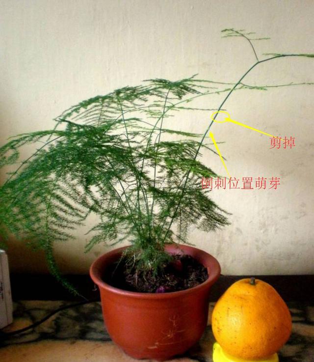 阿布教你养植物不要错过3种让文竹变美的修剪手法