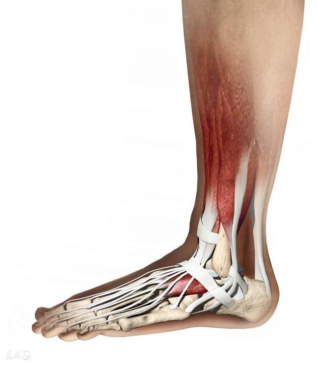 原来这个部位比心脏更重要, 再不养起来就别后悔|小腿|老腿|关节