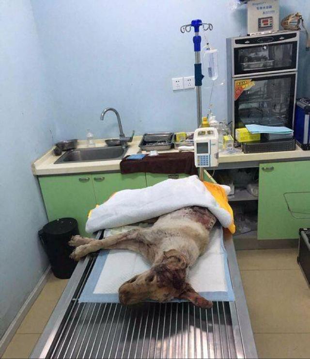 成都金毛犬遭70刀虐待死亡,警方已介入调查!
