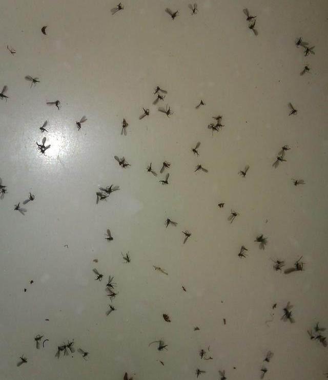 家里养花有小飞虫,太讨厌了,一招消灭全部小飞