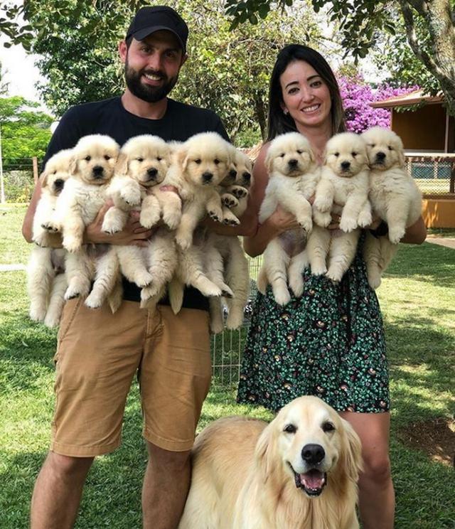 抱着一窝小金毛拍全家福,金毛的灿烂笑容让所有人都感到温暖!