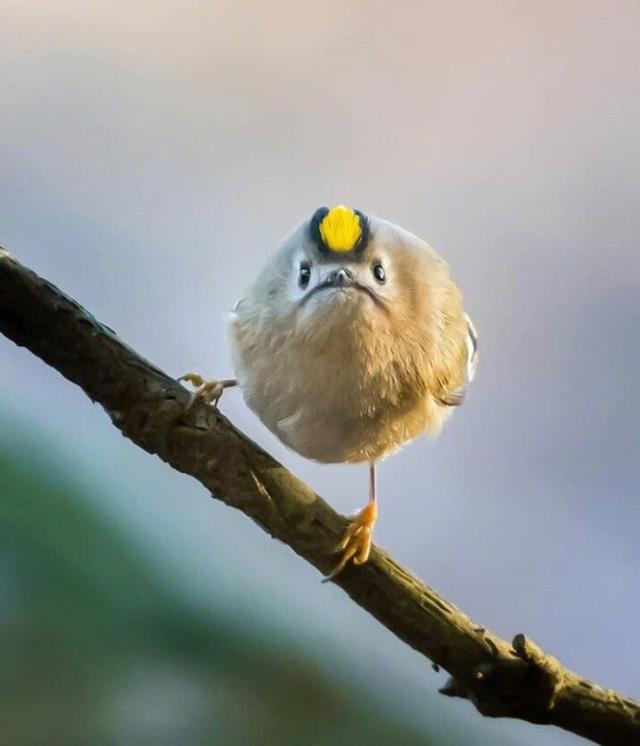 芬兰摄影师ossisaarinen镜头下的肥啾们