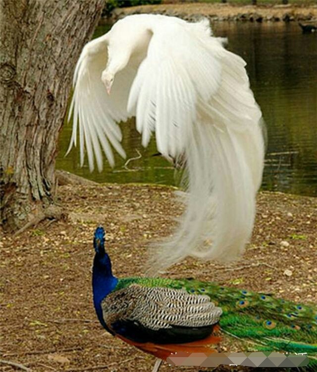 野外一白一绿两孔雀为争配偶大打出手,画面简直不要太美!