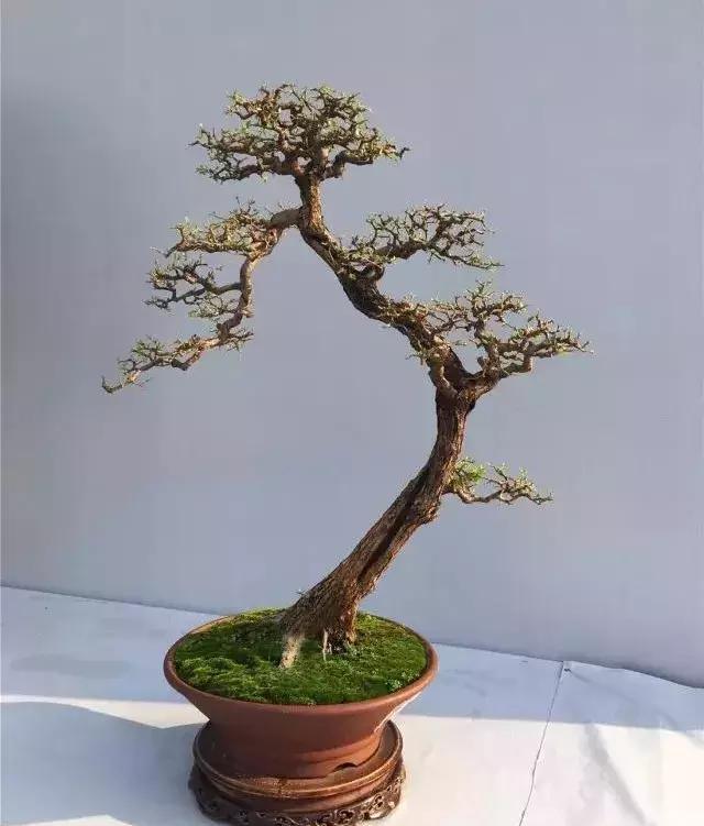 势是衡量盆景的第一要素|盆景|构图|作品_新浪新闻