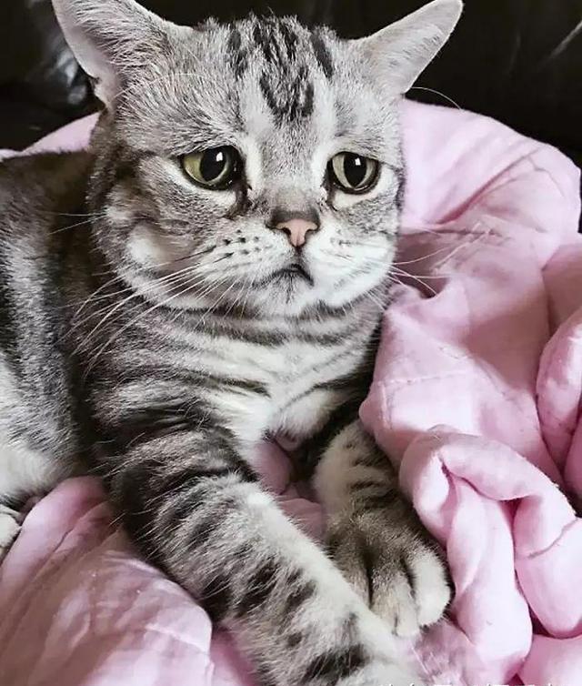 每天愁眉苦脸的,忧国忧民,堪称史上最悲伤的小猫
