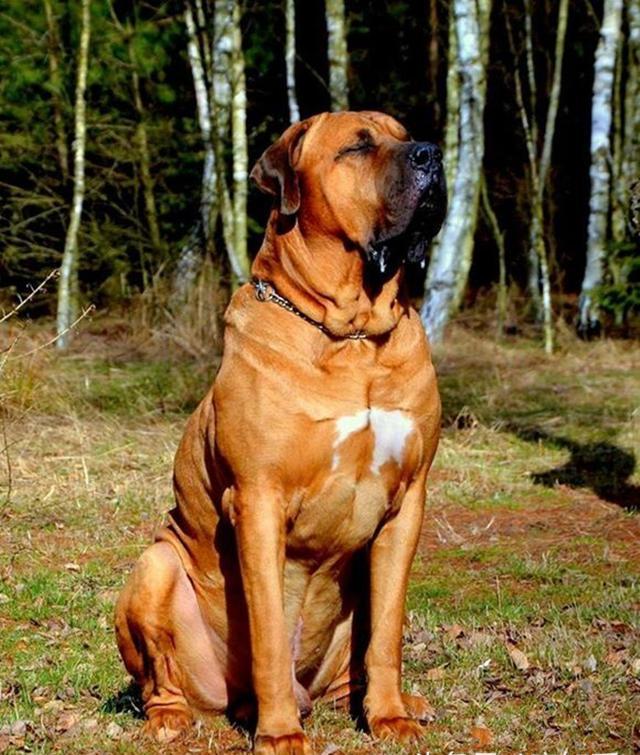 狗中巨无霸集结号世界上著名的二十种大型狗你认识多少