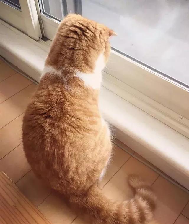 这只橘猫简直是天生的背影杀手传说中的一头身