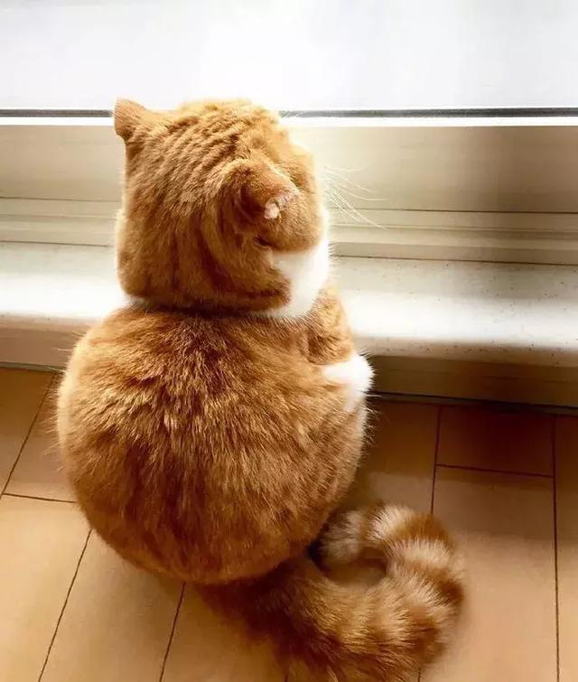 这只橘猫简直是天生的背影杀手传说中的一头身