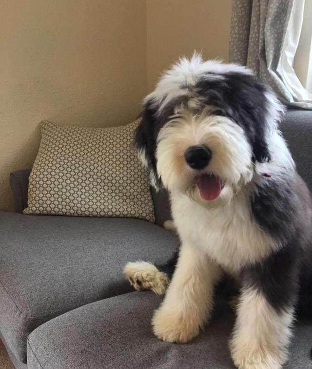 因为代言油漆而闻名世界的英国古代牧羊犬,xxxl号的超大抱抱熊|抱抱熊