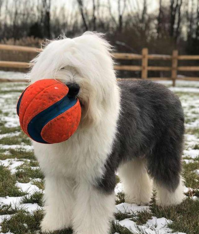 它们也能来去如风活动自如至少就算看不到古牧的眼睛是差不多的吧