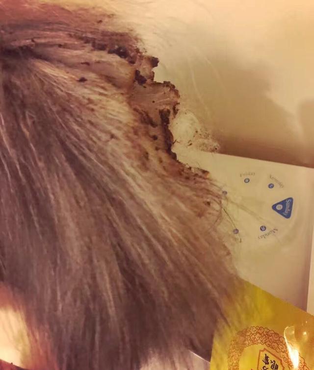 猫咪玩火把自己的尾巴给烧了 看着自己烧焦的尾巴也是一脸懵