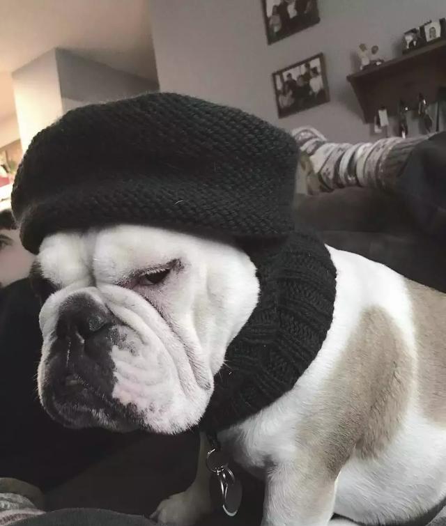 法国斗牛犬和英国斗牛犬谁最适合戴帽子谁戴帽子最奇葩