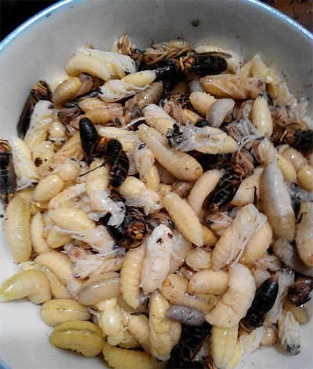 5,洋辣子最大的价值在于到了城里身价倍增,成