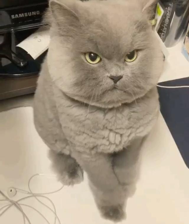 最"凶"小猫走红网络