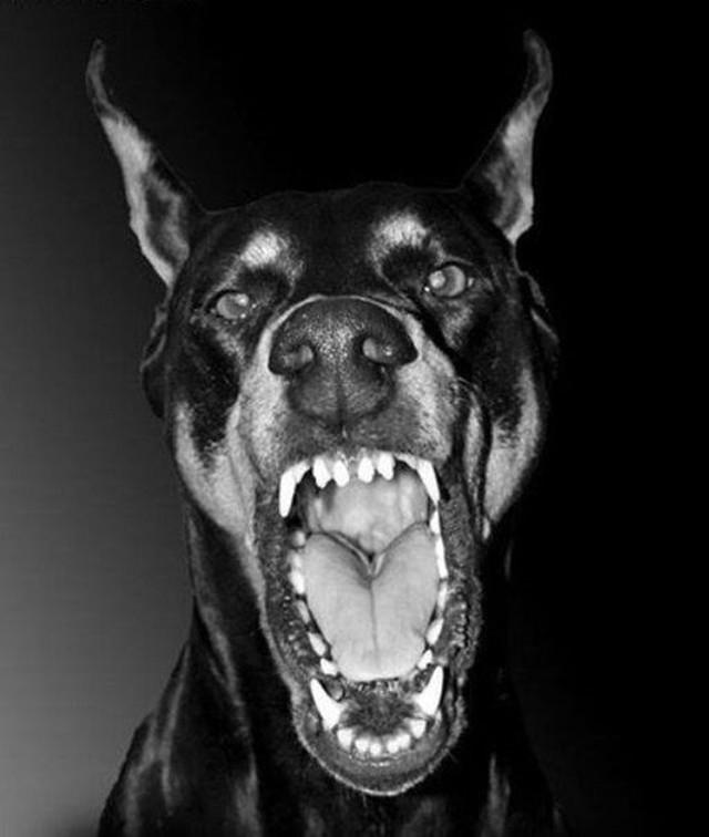猛犬之间的世纪大战,谁才有资格成为猛犬中最强的王者