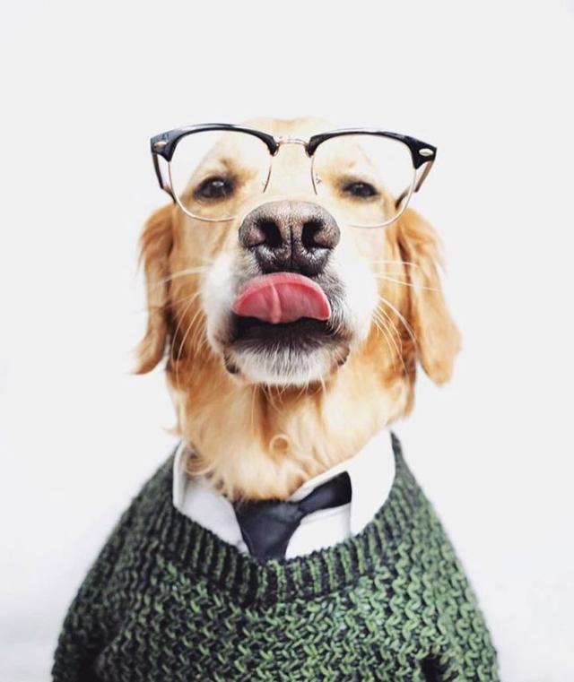 有一只穿什么都很好看的大狗子当主人的压力真是太大了