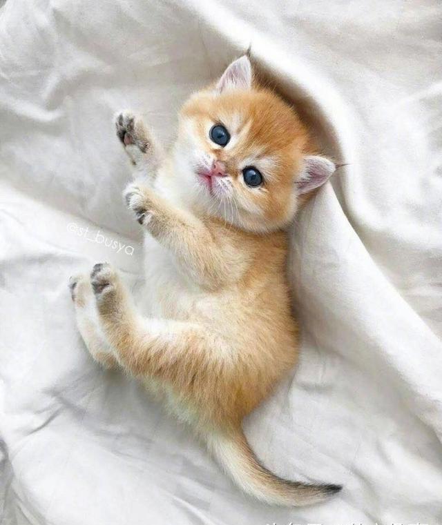 小胖橘猫,太萌了