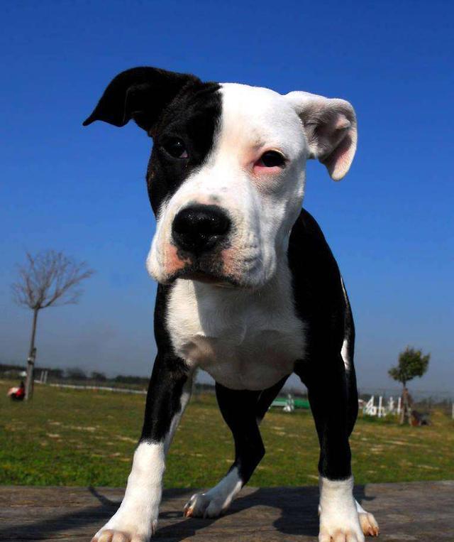 法国狼犬3,市区禁止饲养烈性犬和大型犬(如郑州将身长55厘米,身高45