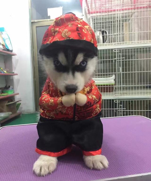 "动怒"!被强行穿上衣服的那一刻,萌萌哒的小哈士奇表情突变!