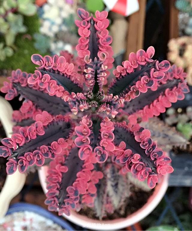 有一种不死花一片叶子就可重生开出来的花让很多人如痴如醉