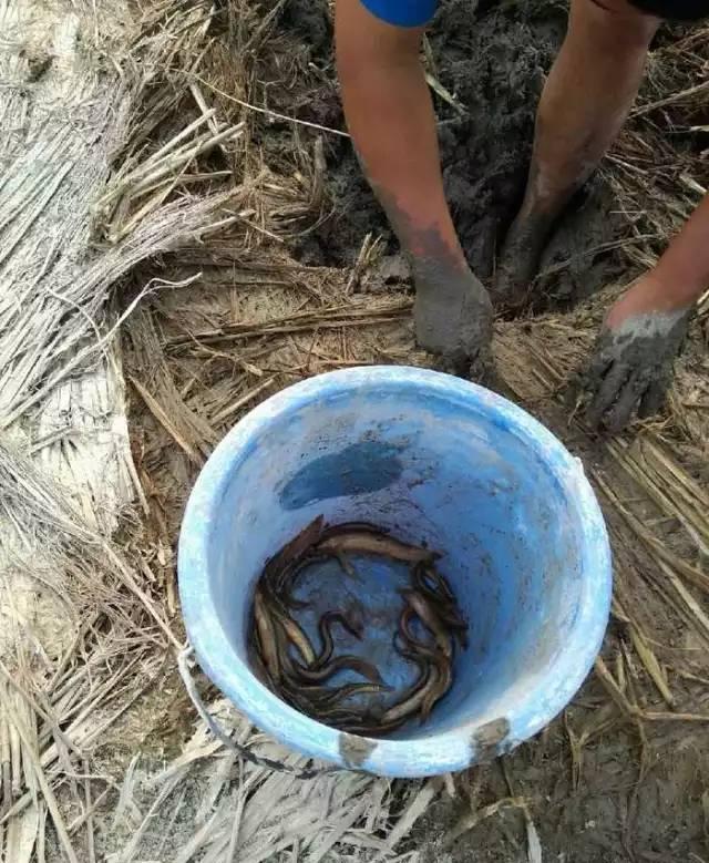 紧急通知!所有靓仔靓妹,你妈喊你回家割禾啦!