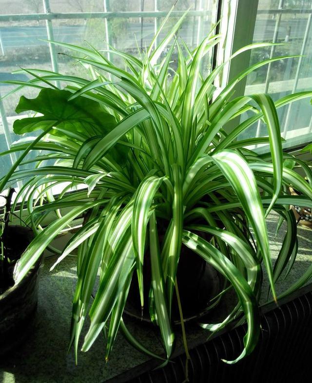 绿萝,吊兰盆里埋点它 ! 不黄叶,不烂根,叶片油光发绿像大瀑