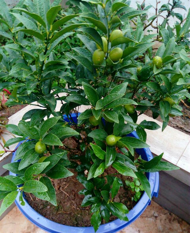 一种能种阳台的果树好种又美味还能观赏深受人们喜爱