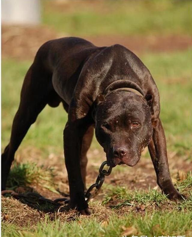 没有狗打的过?no!比特犬并非无敌