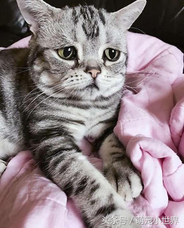 世界最悲伤猫咪笑了!主人马上发照给粉丝看:那笑容好难得