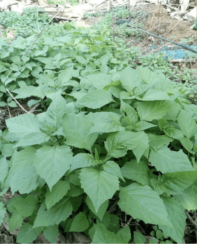 农村"白花菜"药材价值高, 市场卖到几块一斤, 你吃过吗?