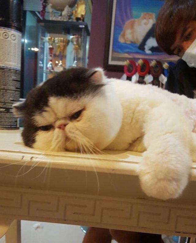 主人家猫咪爱睡觉,趴着没过几分钟,猫咪就开始犯困了!