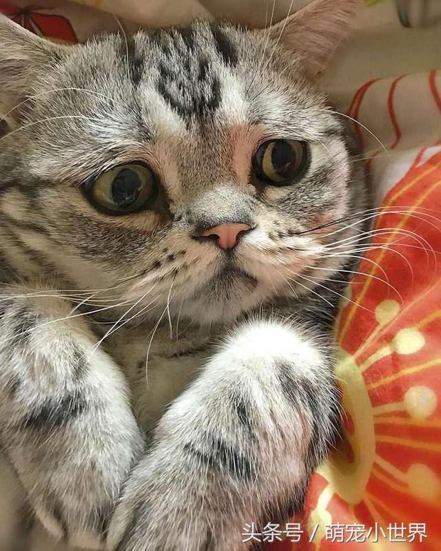 世界最悲伤猫咪笑了!主人马上发照给粉丝看:那笑容好难得