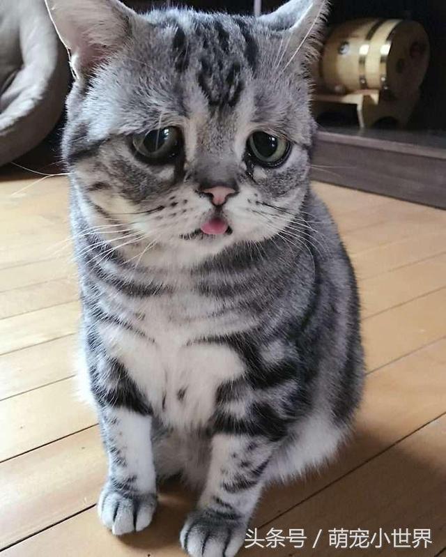 世界最悲伤猫咪笑了!主人马上发照给粉丝看:那笑容好难得