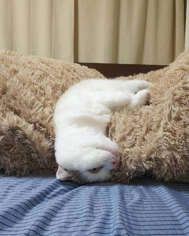 一只颓废的猫咪,到哪都是瘫着,网友:开始生无可恋啦!