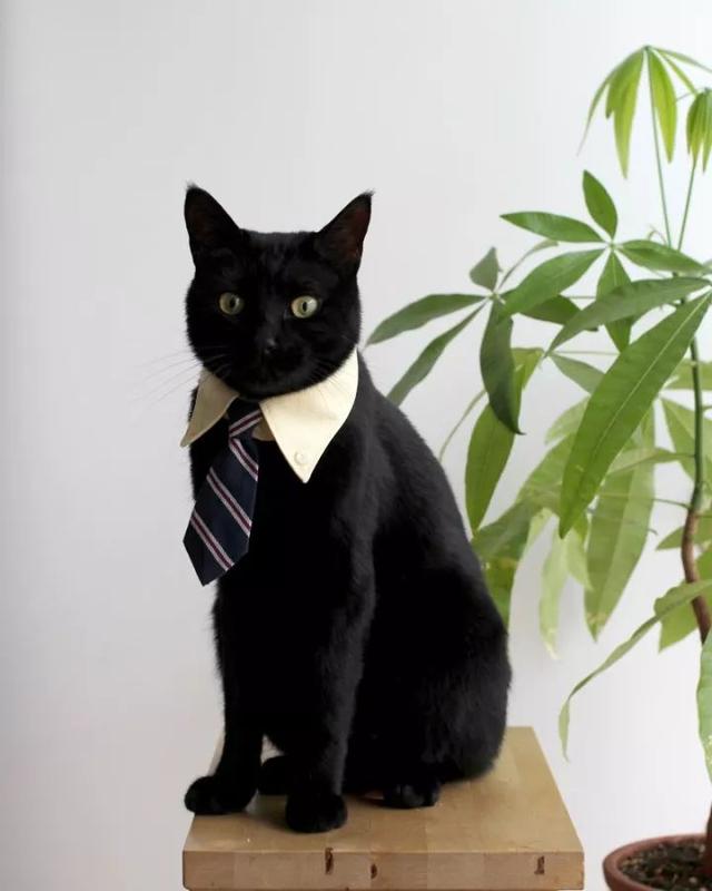 猫咪时尚第一课:正装打造社会精英猫