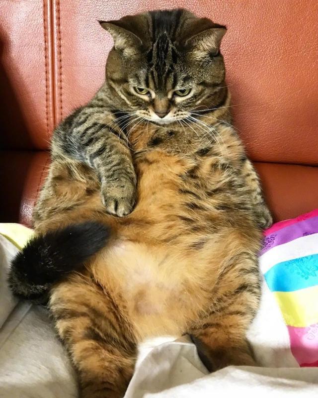 猫咪被主人说胖恼羞成怒直接坐地上哭了哭了