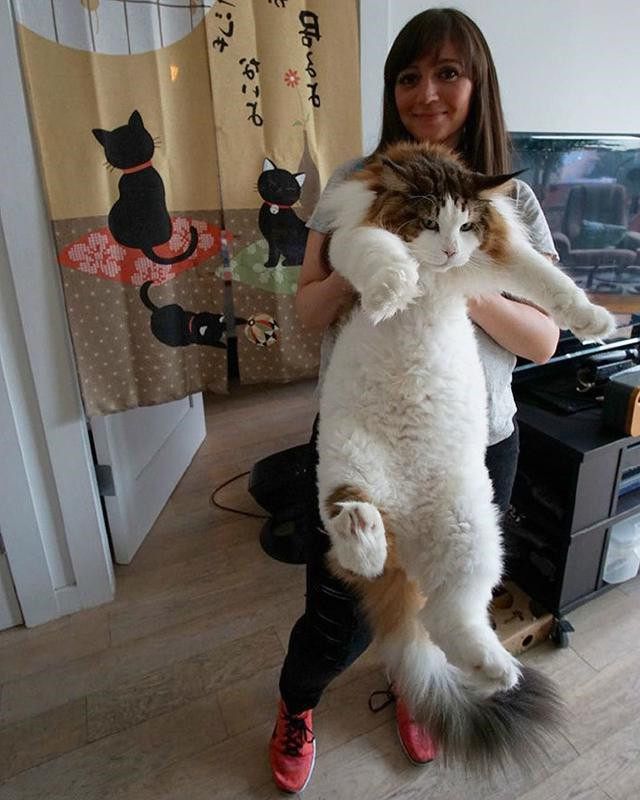 缅因猫成年还要铲屎官举高高,自己几斤重心里没数吗