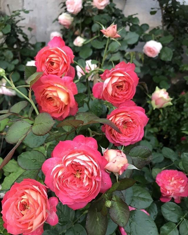 家里3种果皮做花肥,月季都快变肥婆了!你可不