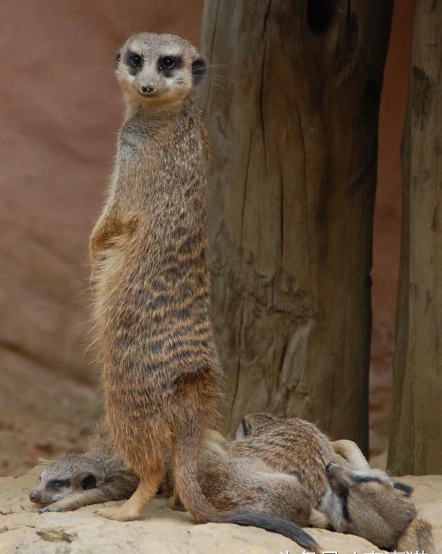 狮子王中的丁满是什么动物可以当作宠物吗