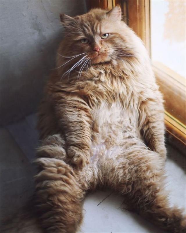 听说人类都喜欢胖猫我不是胖我只是毛茸茸来自胖猫的无力指控