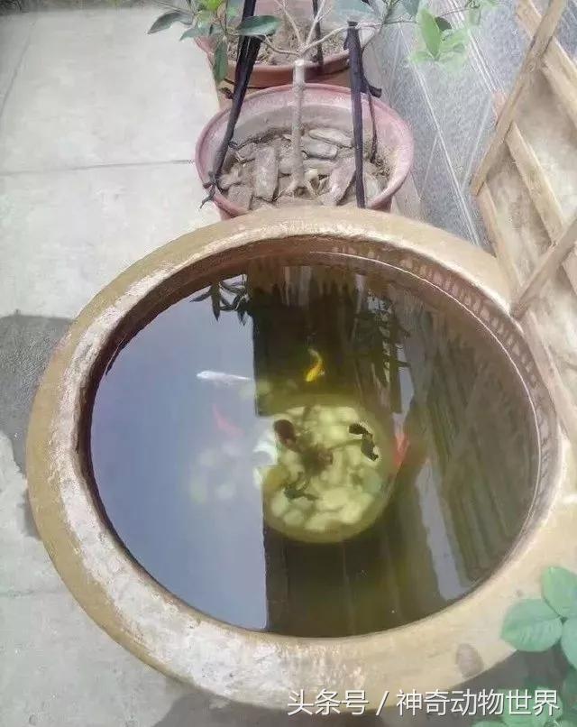 冬天开缸夏天养成我的古法养鱼记