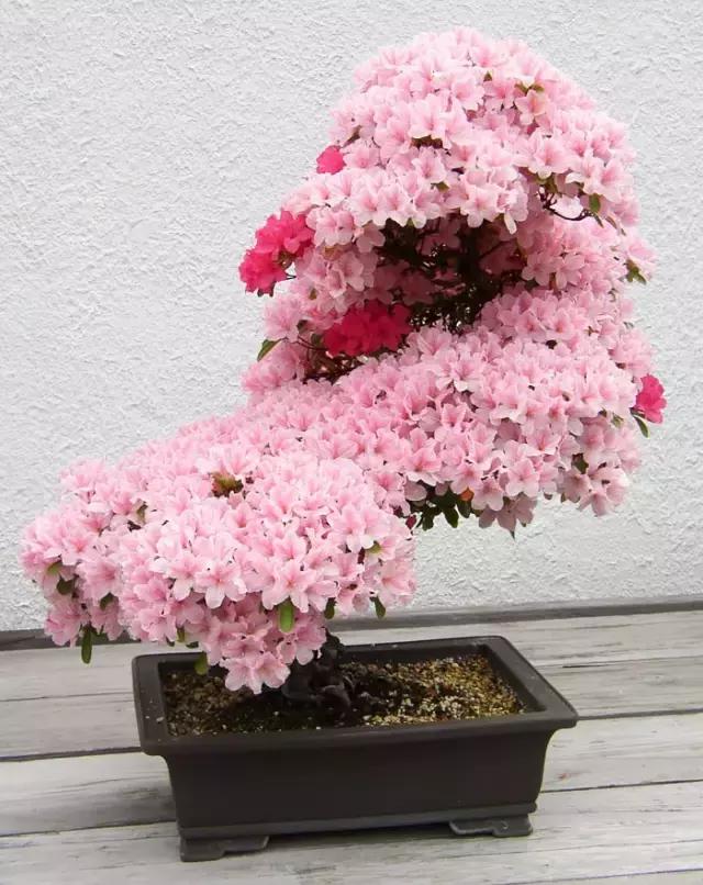 这个杜鹃盆景并不是很大,但是胜在花量惊人,满树粉红的小花,一朵挨着